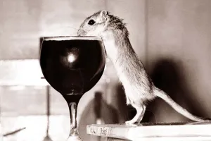 Rodents Prints: Cheers! With the help of a couple of conveniently placed book Jeremy the Gerbil tucks