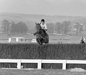 Cheltenham Gold Cup 1965. Arkle wridden by Pat Taaffe seen jumping a fence