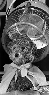 Cherie a two year old Poodle dog sits patiently under a hair drier Dog in hairnet