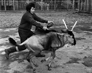 00037 Prints: Chessington keeper David Flower does his bullfighting act to keep Charlie Twistgrip