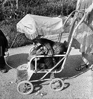 Monkey Prints: Chessington Zoo. Chimpanzee. Mrs Murphy'seen here touring the zoo in her pram