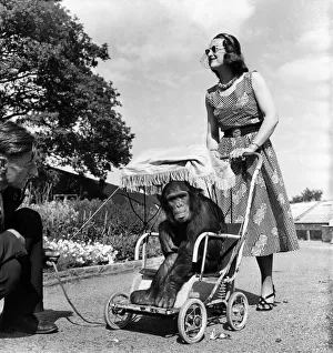 00014 Prints: Chessington Zoo. Chimpanzee. Mrs Murphy'seen here touring the zoo in her pram