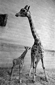 Chessington Zoo: Rebecca the giraffe calf seen here with her mother Jezebel