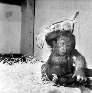 Chessington Zoos infant gorillas, Bafia the male, and Kumba the female