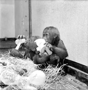 Primates Prints: Chessington Zoos infant gorillas, Bafia the male, and Kumba the female