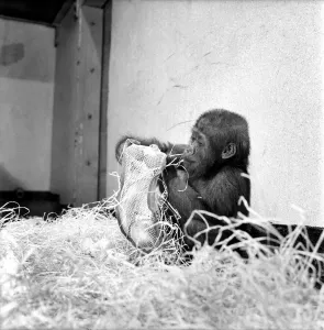 Chessington Zoos infant gorillas, Bafia the male, and Kumba the female