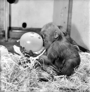 Chessington Zoos infant gorillas, Bafia the male, and Kumba the female