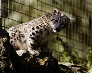 Wild Prints: Chessington Zoos new Snow Leopard cub Raisa August 1993