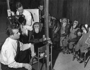 Quirky Prints: Chest X-ray photographs of chimpanzees from the Bertram Mills Circus were taken
