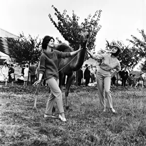 Chester Zoo. Fashion models pose with a camel. 20th July 1962