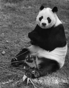 Bear Prints: Chi Chi the panda seen here at London Zoo October 1971 P007419