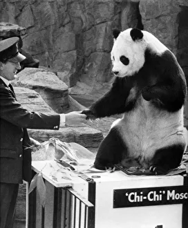 Chi-Chi the panda seen here shaking hand of her keeper on her return from Moscow