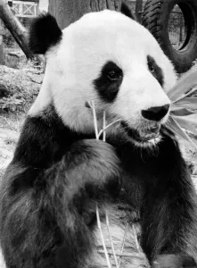 00056 Prints: Chia Chia the Panda at London Zoo seen here enjoying some bamboo August 1981 P007427