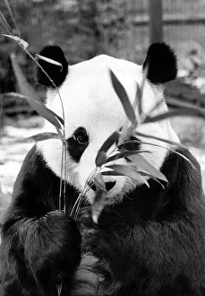 Chia Chia the Panda at London Zoo seen here enjoying some bamboo P007508