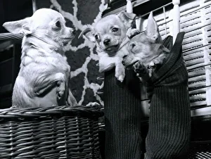 Puppies Prints: Chihuahua called Tom Thumb is the proud father of two little puppies housed in a pair of