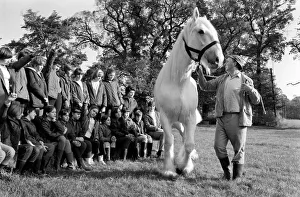 Children with animals: Sovereign'the massive grey Shire dray horse belonging