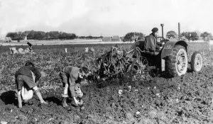 Core53 Prints: Children from Fatfield School potato or tattie picking in the school holidays at Harreton