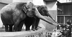 Elephants Prints: Children feeding the elephants, at the Elephant House at Belle Vue Zoo, Manchester