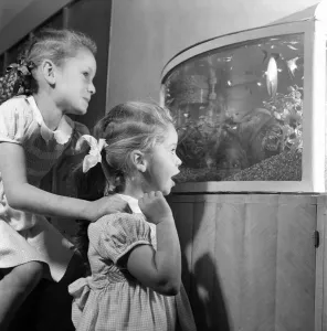 Children of Nat Temple looking at fish and other sea life in an aquarium March