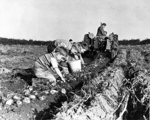 Core53 Prints: Some of the children of Pity Me in County Durham potato or tattie picking in October 1962