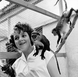 Monkey Prints: Children at Zoo: Monkey business in the childrens corner at Chester Zoo today