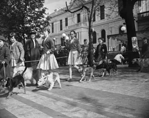 00998 Prints: Childrens Pet Dog Show at Southport, the parade of all shapes and sizes at the show