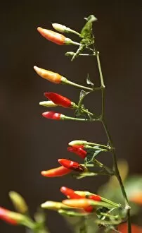 Images Dated 12th November 1998: Chilli plant in the field, of Paul McIlhenny, on his Avery Island estate home of
