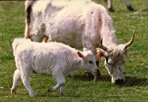 00175 Collection: Chillingham wild cattle with a new calf
