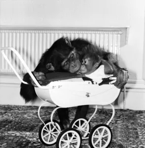 Chimp and Orang-Utang: Little Butterfly': Everyone lends a hand to rear