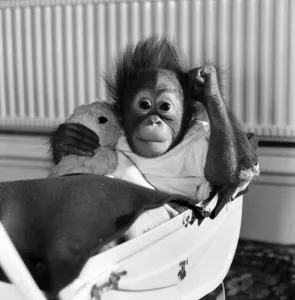 Chimp and Orang-Utang: Little Butterfly': Everyone lends a hand to rear