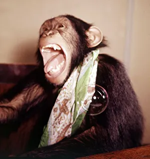 00159 Prints: A chimpanzee at Bellue Vue Zoo blowing bubbles January 1968