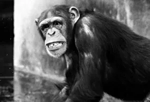 Images Dated 27th April 1971: Chimpanzee at Chester Zoo April 1971 meg and sue