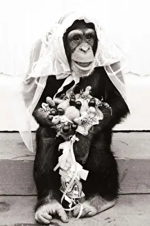 Nobody Prints: Chimpanzee dressed up in bridal wear with a veil and a bouquet of flowers