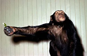 00134 Prints: Chimpanzee presenting a sweetie at London Zoo circa 1970s A©Mirrorpix