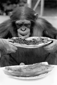 Chimpanzee at Twycross Zoo gives a shout of disapproval after eating some of his jam