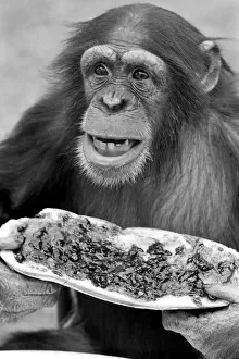 Chimpanzee at Twycross Zoo gives a shout of disapproval after eating some of his jam