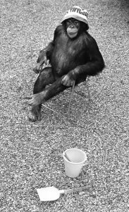 Chair Prints: A Chimpanzee at Twycross Zoo sitting on a chair with a bucket and spade nearby