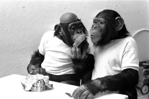 Two Chimpanzees celebrating Easter with chocolate eggs at Twycross Zoo. 25th March 1981