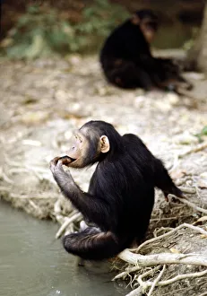 00159 Prints: Chimpanzees lazing round at a nature reserve in The Gambia where they are re-habilitated