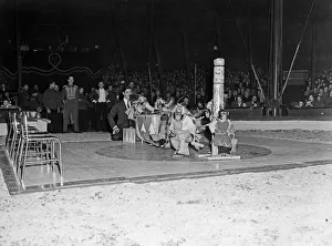 01149 Prints: Chimpanzees in native american costumes performing under the Bertram Mills Circus