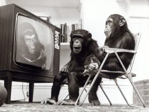 Chimpanzees Noddy and Chops sit down to watch Planet of the Apes on the television