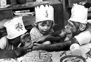 00206 Prints: Chimpanzees Rosie (left) and Bugsey squabble over a piece of cake which Tracy had just
