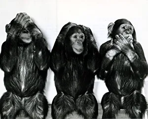 Monkeys Prints: Chimpanzees from Twycross Zoo in Leicestershire pose for Daily Mirror photographer Arthur