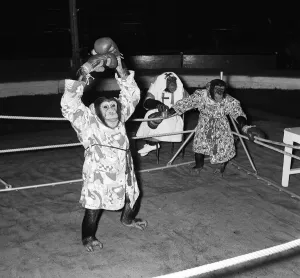 Chimps boxing match at Bertram Mills Circus 1955 aniimals unusual