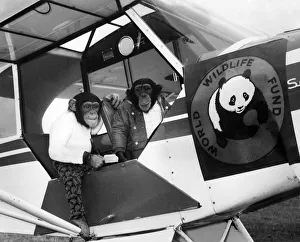 Aeroplane Prints: Two chimps and their girl friend model Anna de Cadenet went to the Booker Air Field High