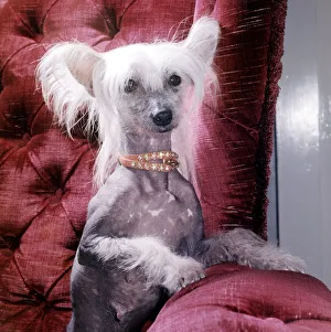 A Chinese crested dog owned by Mrs Dorothy tayler of Wembley wearing a necklace October
