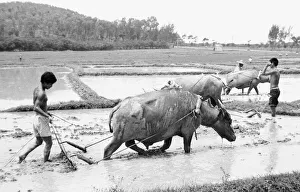Crops Prints: Chinese farmers working in the paddy fields outside Beijing 24th June 1979