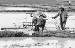 Chinese farmers working in the paddy fields outside Beijing 24th June 1979