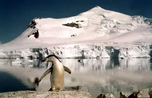 00159 Prints: Chinstrap penguins with their chicks at Paradise Bay in Antarctica March 1974