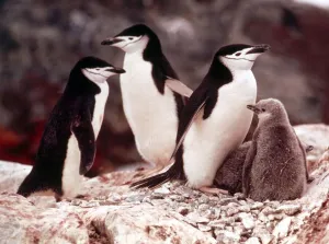 00160 Prints: Chinstrap penguins with their chicks at Paradise Bay in Antarctica March 1974